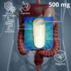 PROBIÓTICOS SALUD INTESTINAL (120 CÁPSULAS DE 500 MG) - Image 4